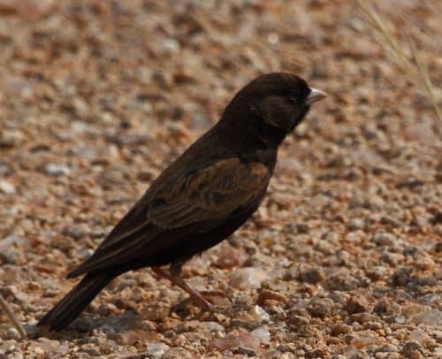 Black-eared Sparrow-Lark