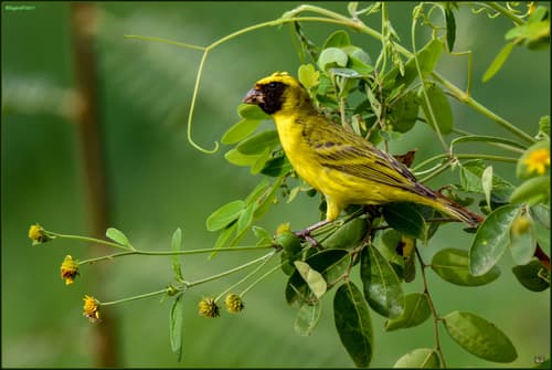 Black-faced Canary