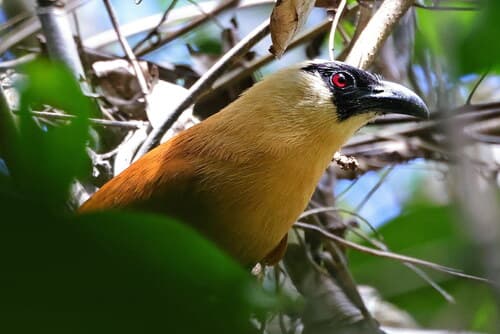Black-faced Coucal