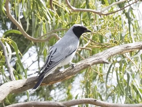 Black-faced Cuckooshrike