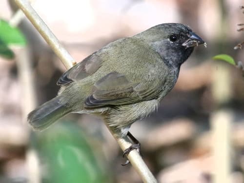 Black-faced Grassquit