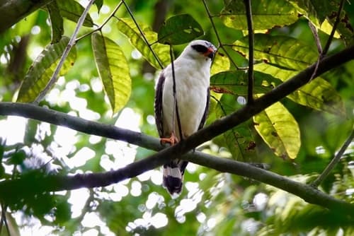 Black-faced Hawk