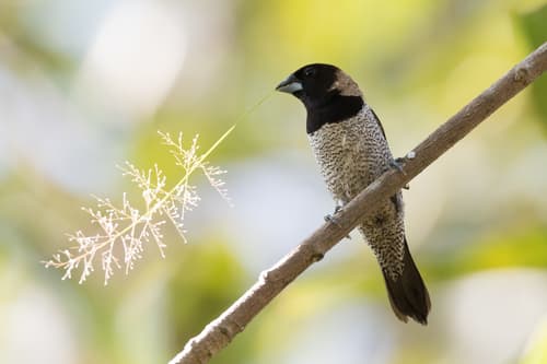 Black-faced Munia