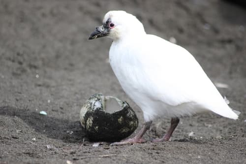 Black-faced Sheathbill