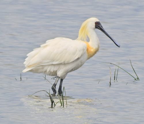 Black-faced Spoonbill