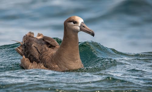 Black-footed Albatross