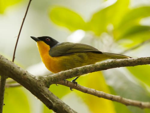 Black-fronted Bushshrike