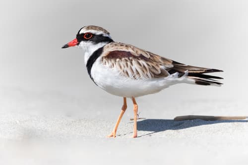 Black-fronted Dotterel