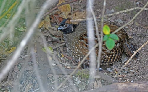 Black-fronted Wood-Quail