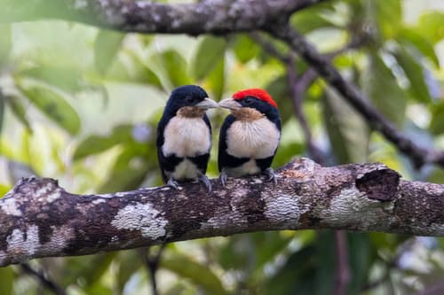 Black-girdled Barbet