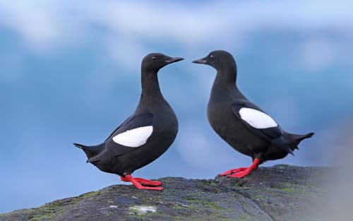 Black Guillemot