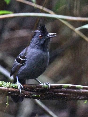 Black-headed Antbird