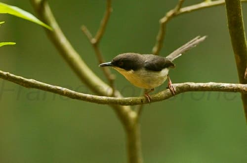 Black-headed Apalis