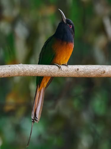 Black-headed Bee-eater