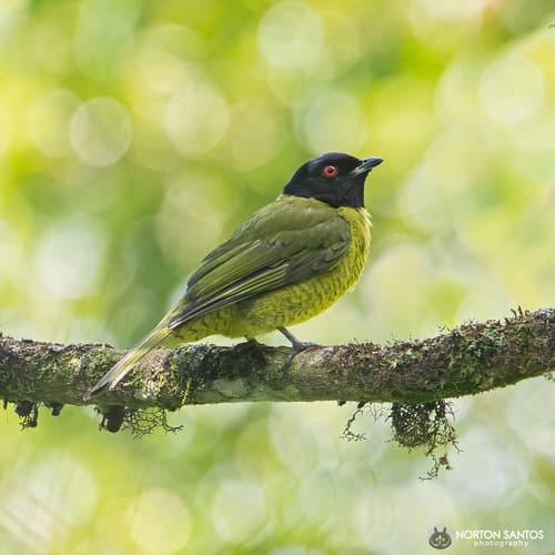 Black-headed Berryeater