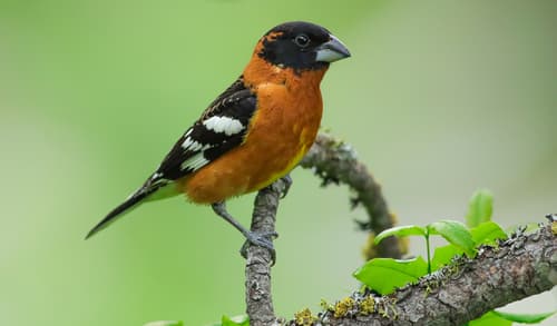 Black-headed Grosbeak