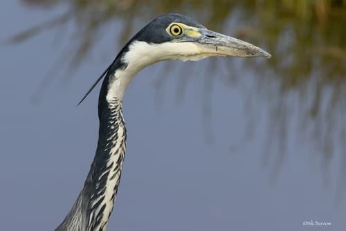 Black-headed Heron