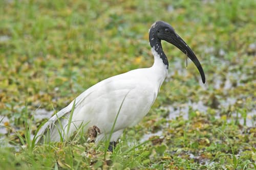 Black-headed Ibis
