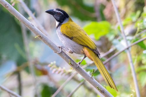 Black-headed Saltator