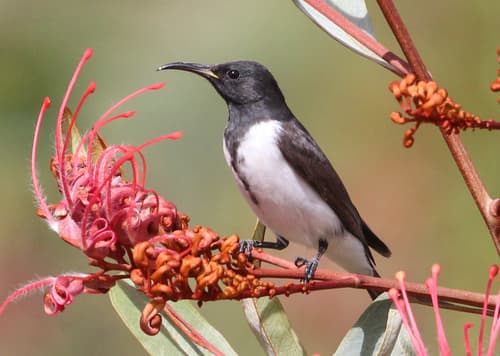 Black Honeyeater