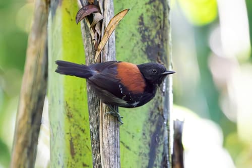 Black-hooded Antwren
