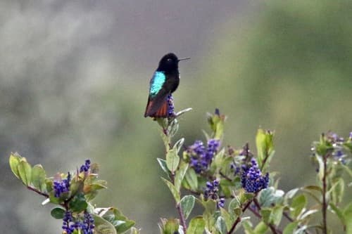 Black-hooded Sunbeam
