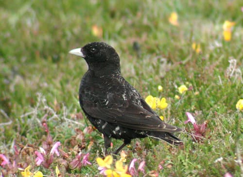 Black Lark