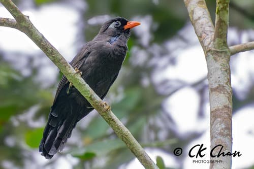 Black Laughingthrush