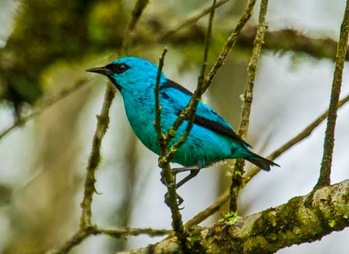 Black-legged Dacnis