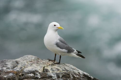 Black-legged Kittiwake
