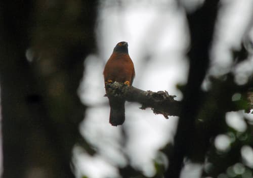Black-mantled Goshawk