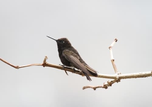 Black Metaltail