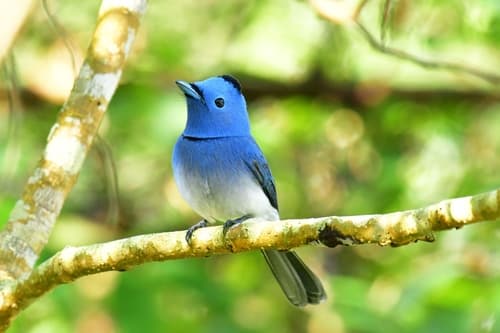 Black-naped Monarch
