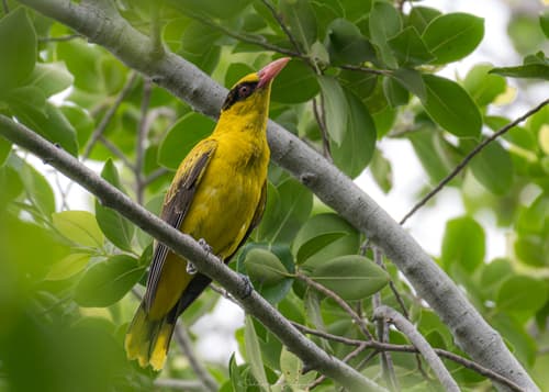 Black-naped Oriole
