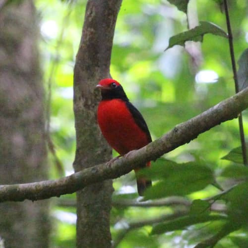 Black-necked Red-Cotinga