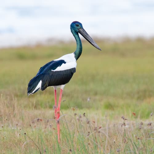 Black-necked Stork