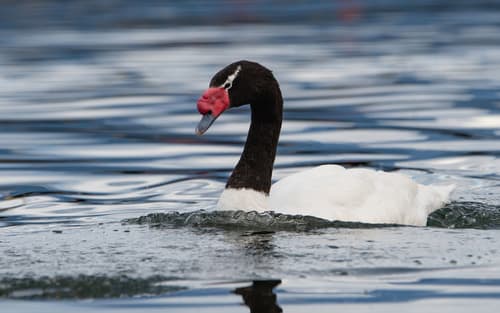 Black-necked Swan