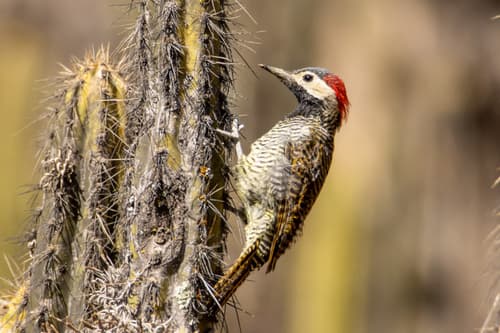Black-necked Woodpecker