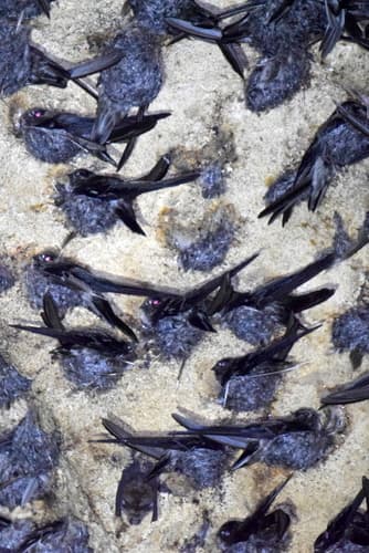 Black-nest Swiftlet