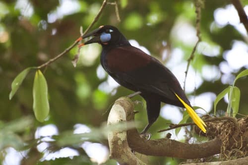 Black Oropendola