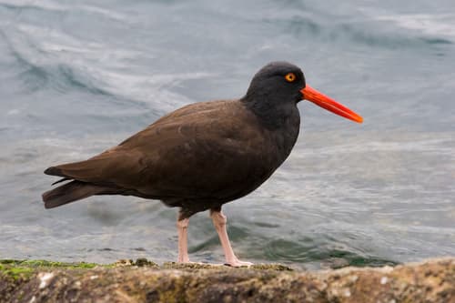 Black Oystercatcher