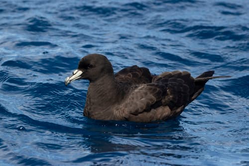 Black Petrel
