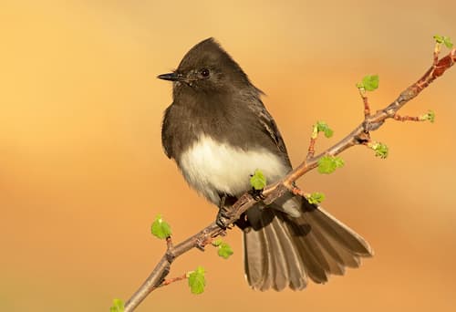Black Phoebe
