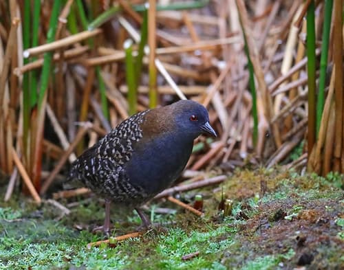 Black Rail