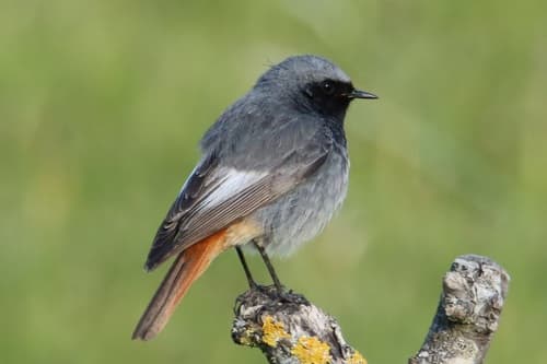 Black Redstart