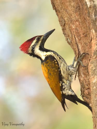 Black-rumped Flameback