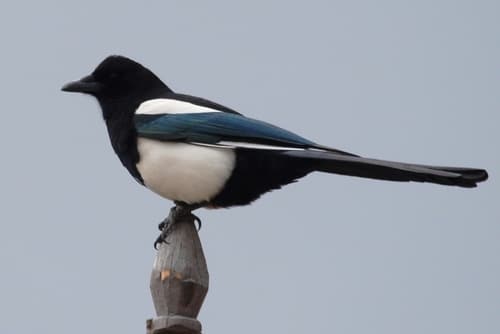 Black-rumped Magpie