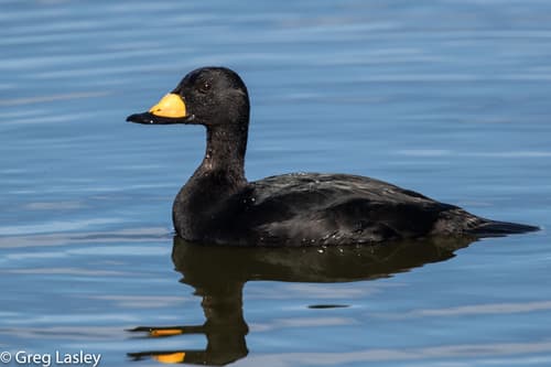 Black Scoter
