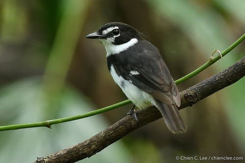 Black-sided Robin