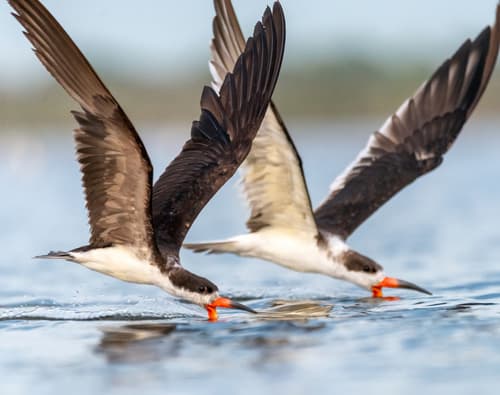 Black Skimmer